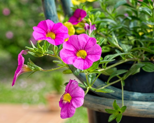 potted plant with pink flowers